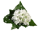 kwiaty białe